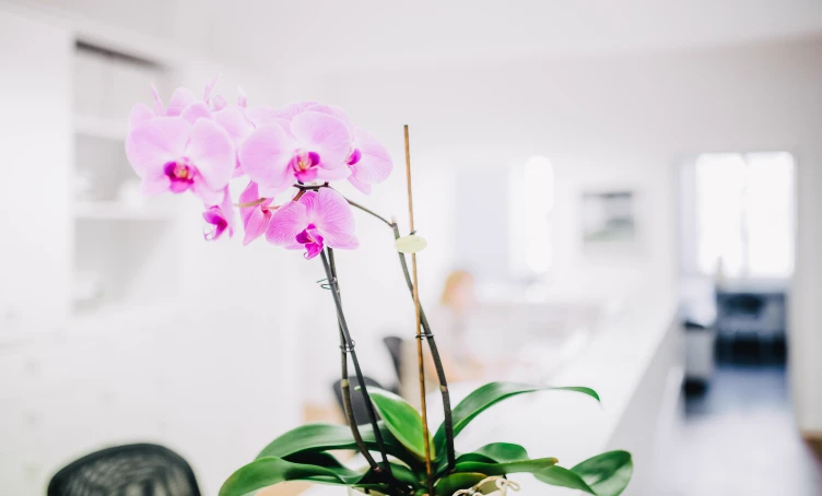 Orchidee am Empfangstresen der Hauptpraxis